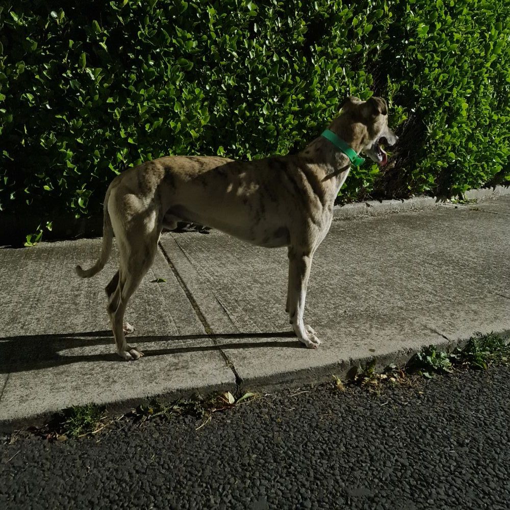 Lurcher for sale