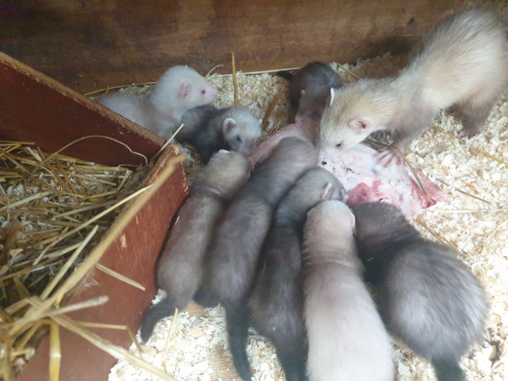 Ferret kits east Yorkshire Ferrets Ferreting The Hunting Life