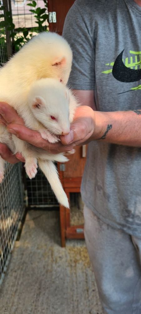 2x albino ferret kits spare. FREE