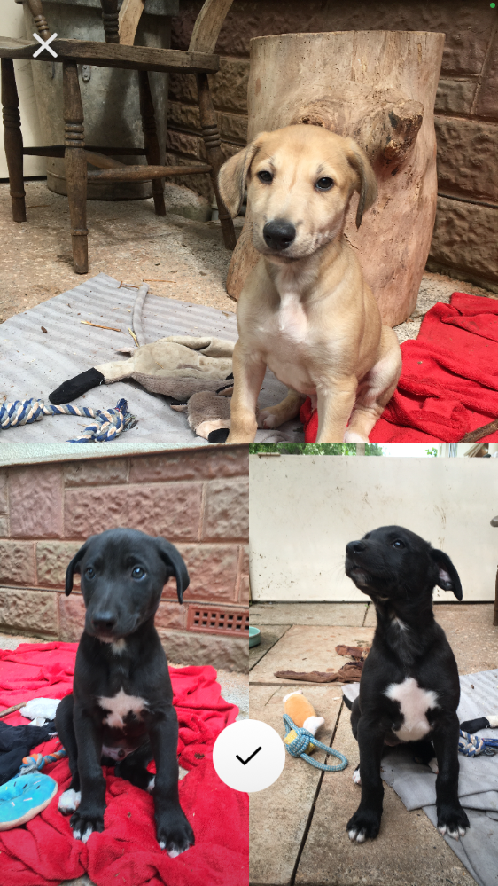 Lurcher puppies English Deerhound x with 1/4 collie