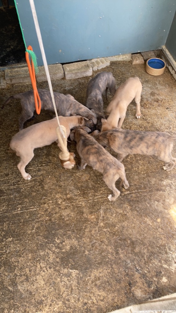 Norfolk Lurcher greyhound/whippet pups for sale