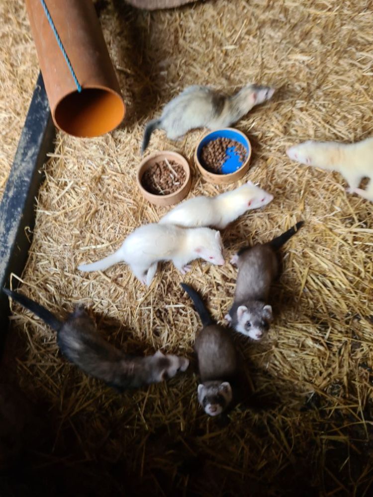 Ferret kits stoke on trent