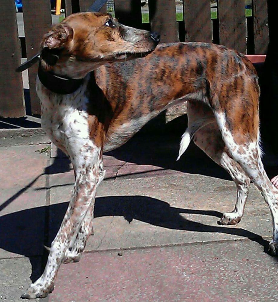 Whippet x spaniel Lurchers Running Dogs The Hunting Life