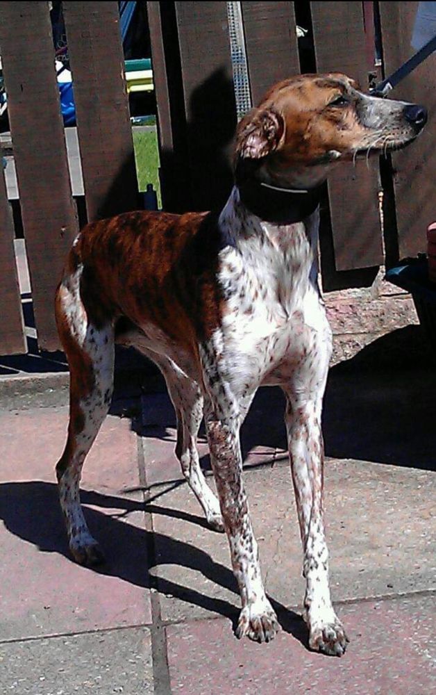 Whippet x spaniel 2025