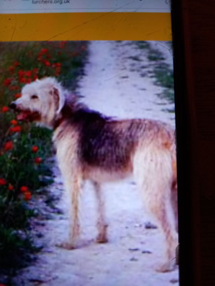 Jeff burrell lurchers new arrivals