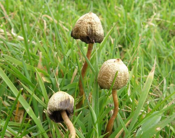 psilocybe-semilanceata5.jpg.ec78e11402a59e9d820efe1dc0f78597.jpg