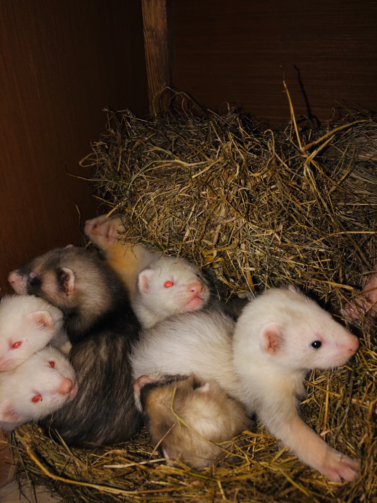 4 hob ferrets Kent