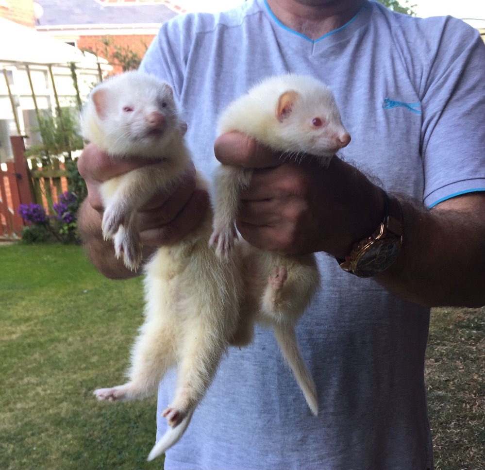 Various ferrets for sale