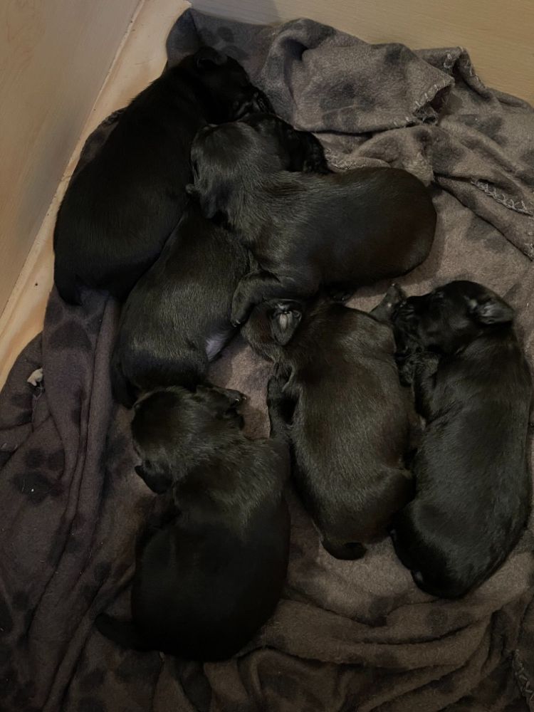 4 dog patterdale pups for sale
