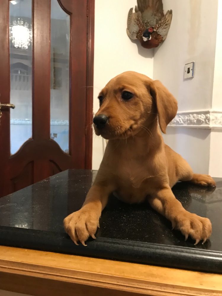 Kc Labrador puppies