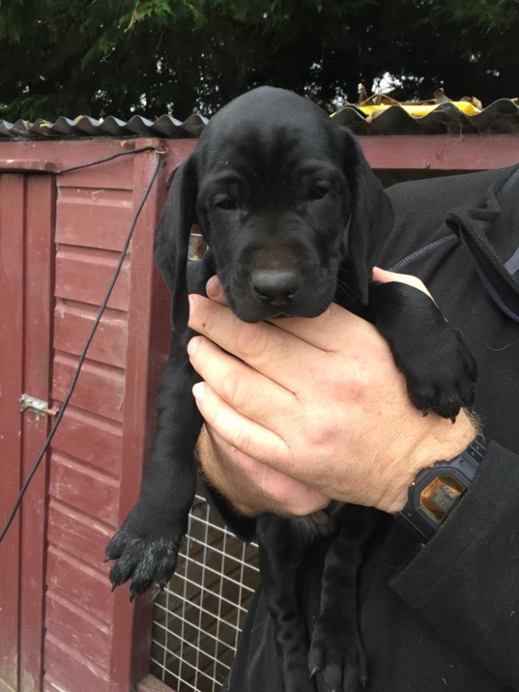 Superb GSP X Bavarian Springer pups