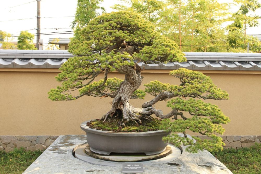 outdoor-bonsai-tree-care.jpg.9bfd148cf3d6ff00dabbdecd054917fb.jpg