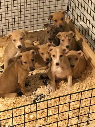 First cross collie greyhound pups sales for sale