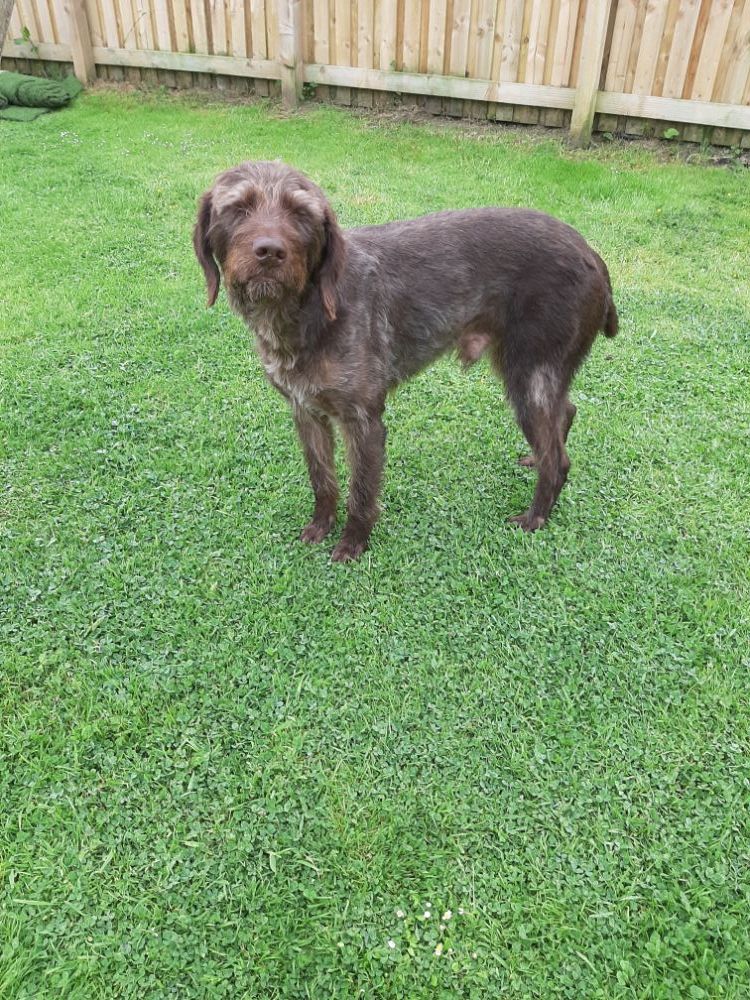 German wirehaired pointer dog