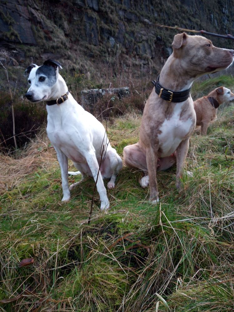 8 year old collie bull greyhound X Plummer terria X Laguna whippet ...