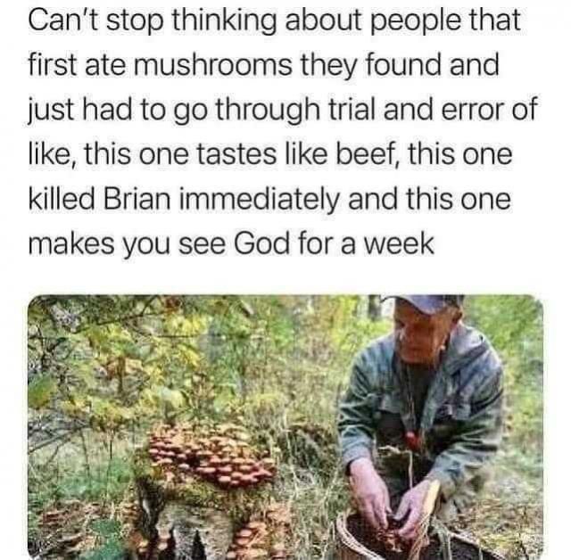 Mushrooms.jpeg.ea73dc4d4ce0a4648955c8962ce78b0a.jpeg