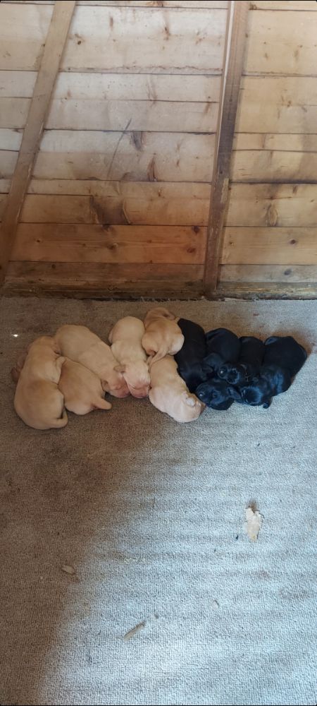 Labrador pups