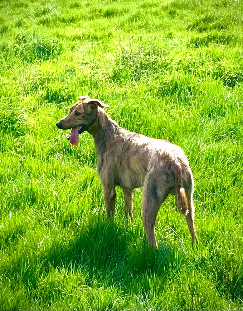 Young lurcher.