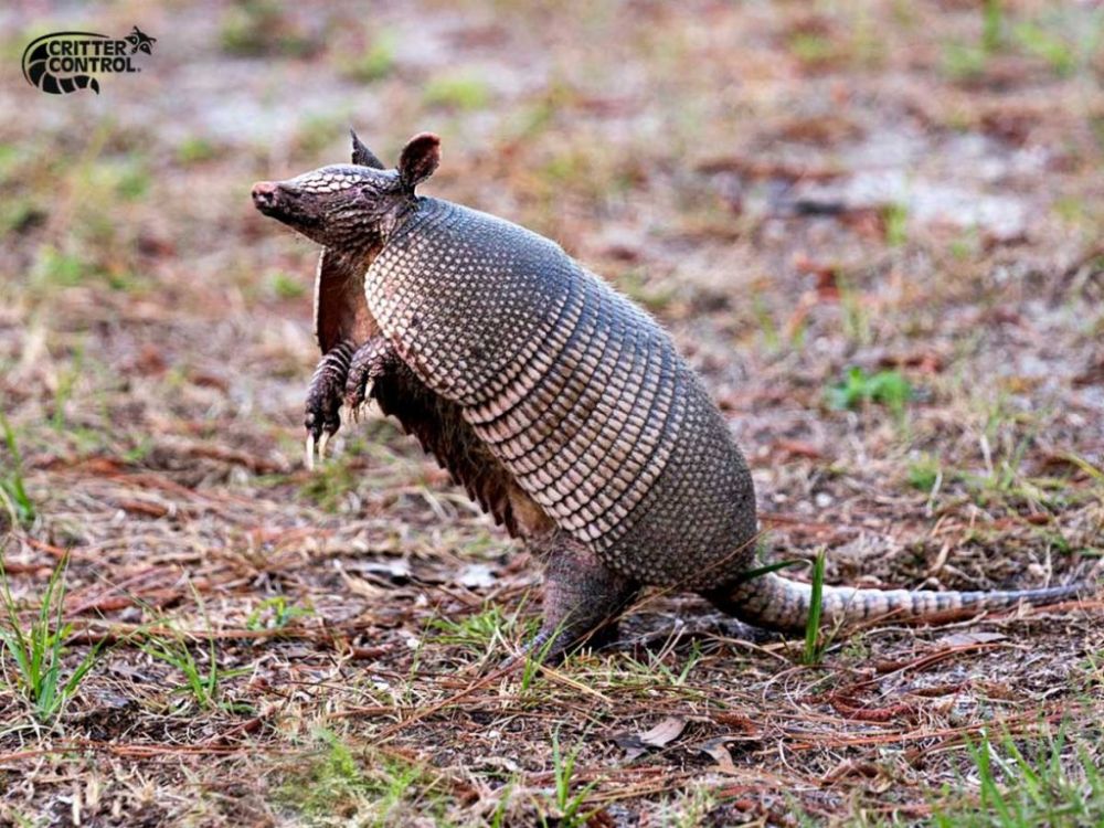 ways-to-prevent-armadillos-from-digging-up-my-yard-1024x768.jpg.cd6881377205babe59050491d462c294.jpg