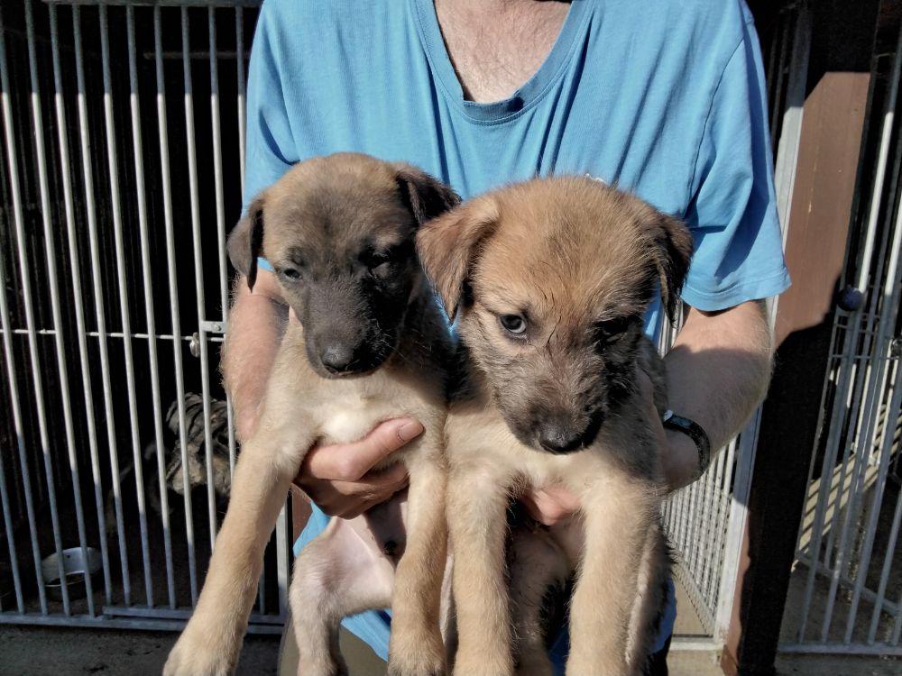 Wheaton x Greyhound 3/8 5/8 dog pups