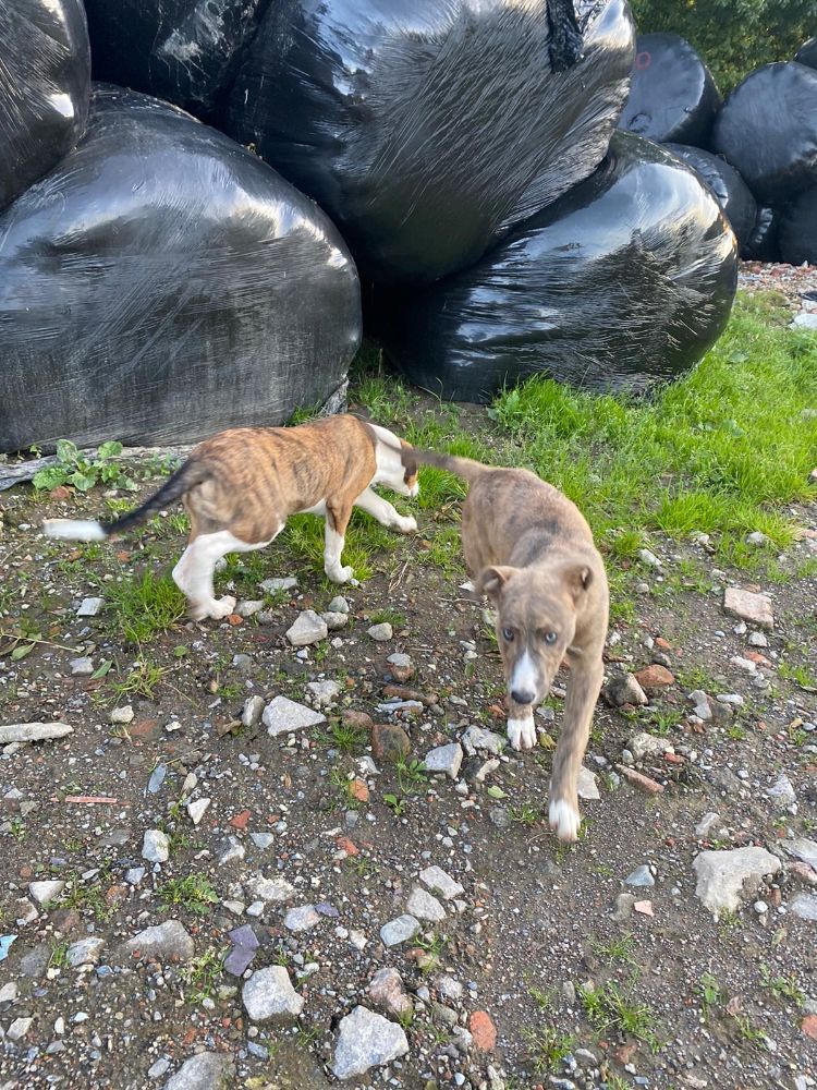 Lurcher pup collie greyhound x kelpie greyhound