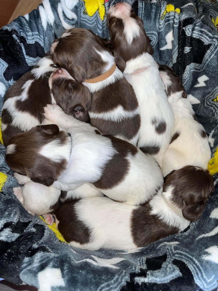 Springer Spaniel pups