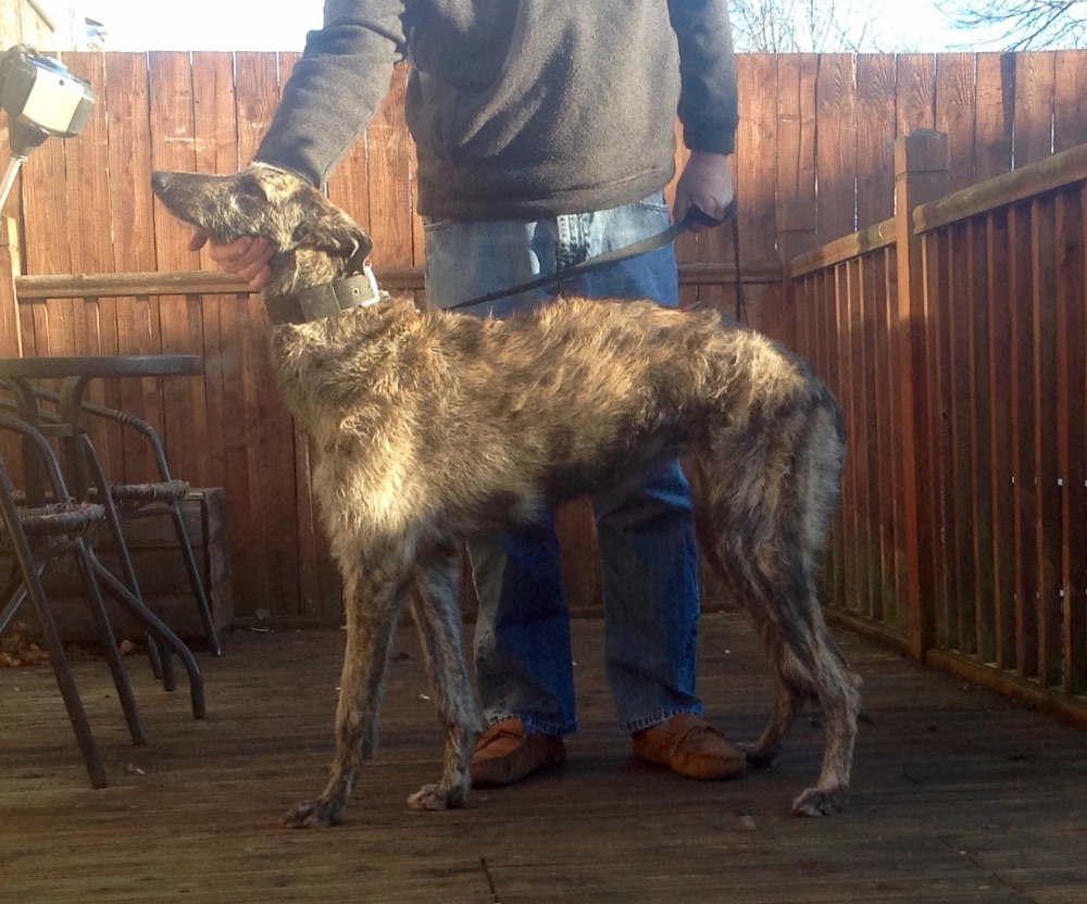 Looking For Doxhope Deerhound X Greyhound Stud Heard They Are