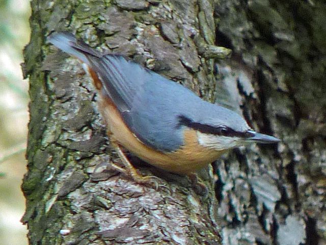 1286701892_Nuthatch1.jpg.a4e786ea19232f979ea04de4c80f63dc.jpg