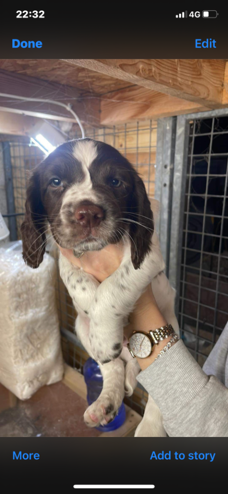 KC registered springer spaniel