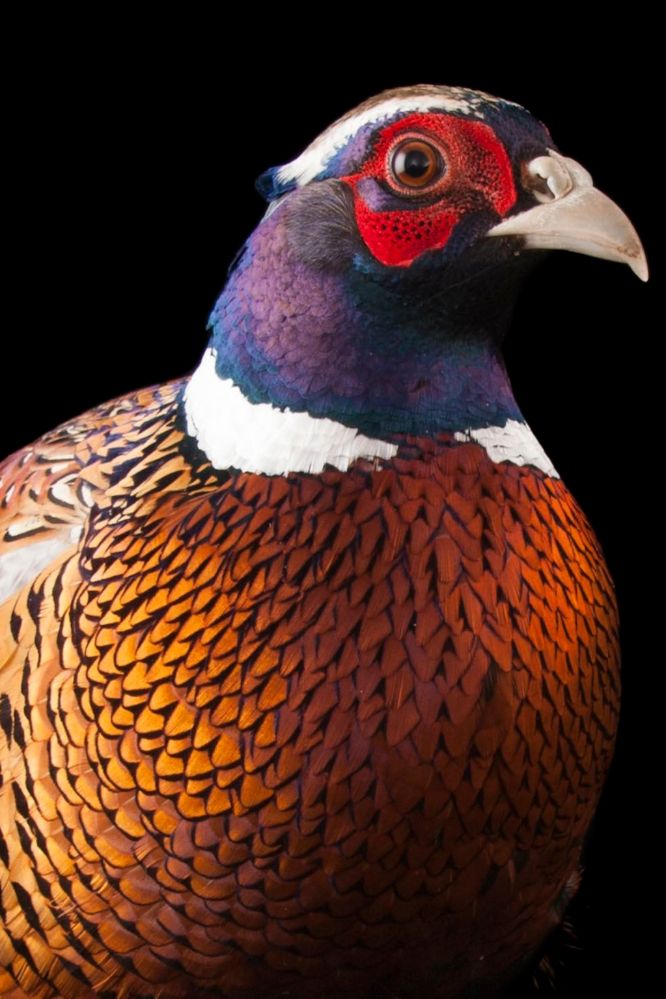 common-pheasant_thumb_2x3.jpeg.jpg