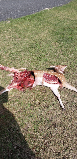 full-50422-153577-axis_lion_killed.png.f4ba3095f3c1e808ed81b4c2249703a5.png