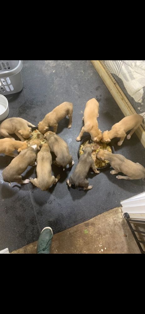 Bull Cross pups