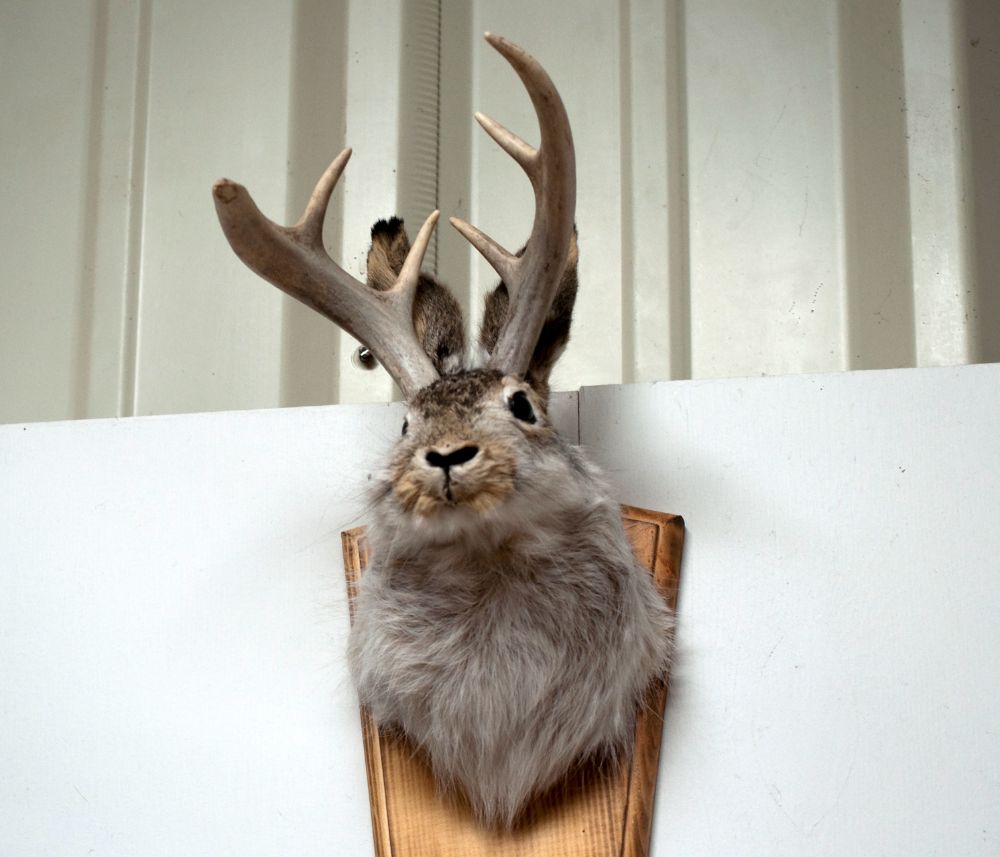 Unlucky_Jackalope_4891624513.jpg.ded2634d8aafad30bfa9f5e75c9d6051.jpg