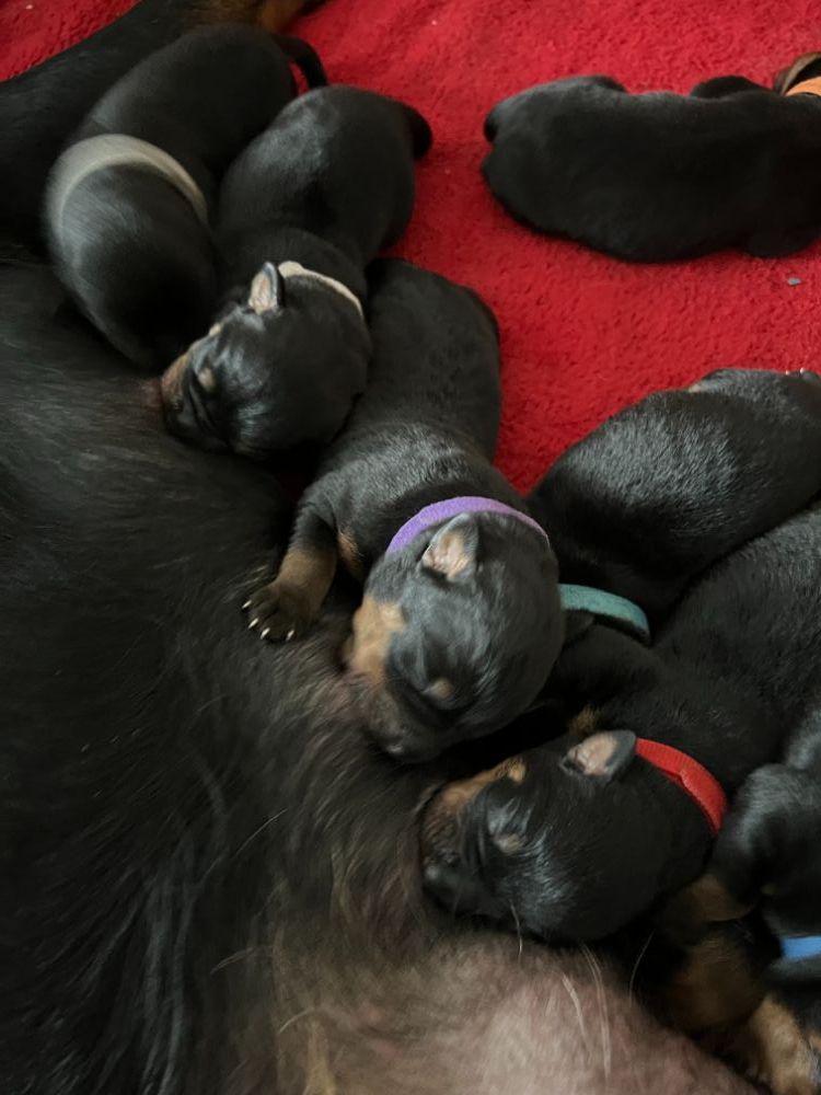Large rottweiler puppies