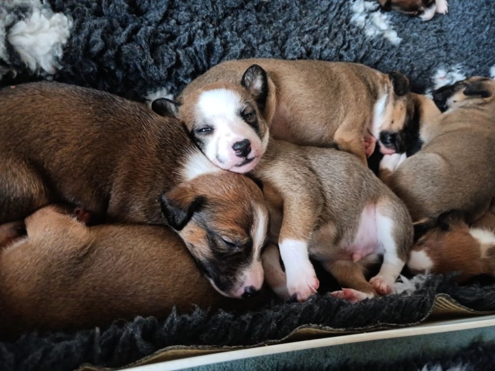 Whippet Terrier Pups.