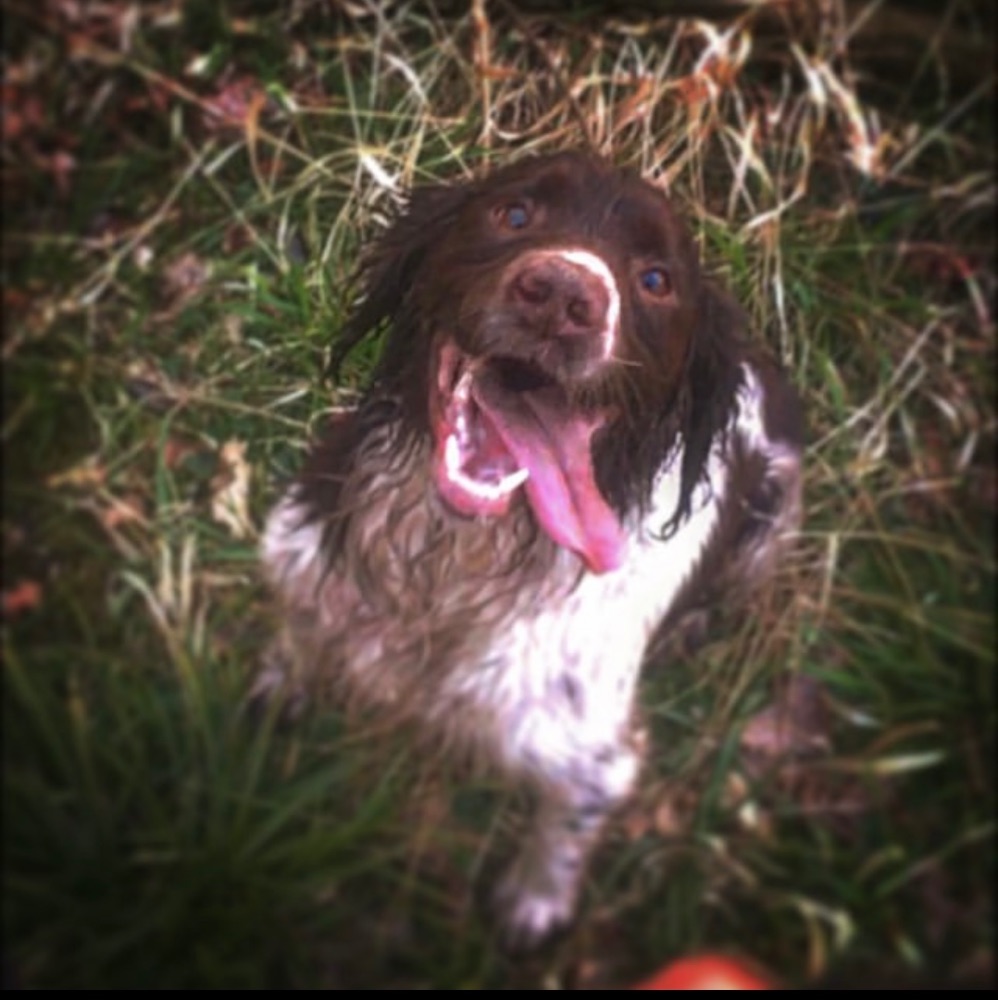 KC Reg Springer Spaniel pups