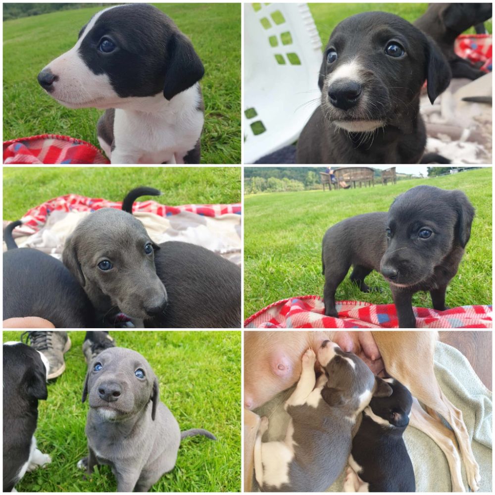 Lurcher Pups