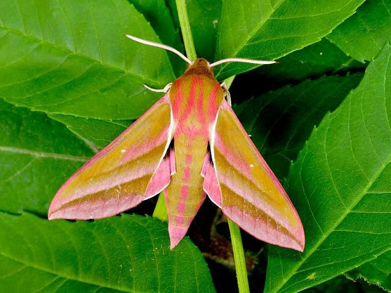 1991elephanthawk-moth.jpg.8a4aa4de76ef312d1d33e4c2d4331298.jpg