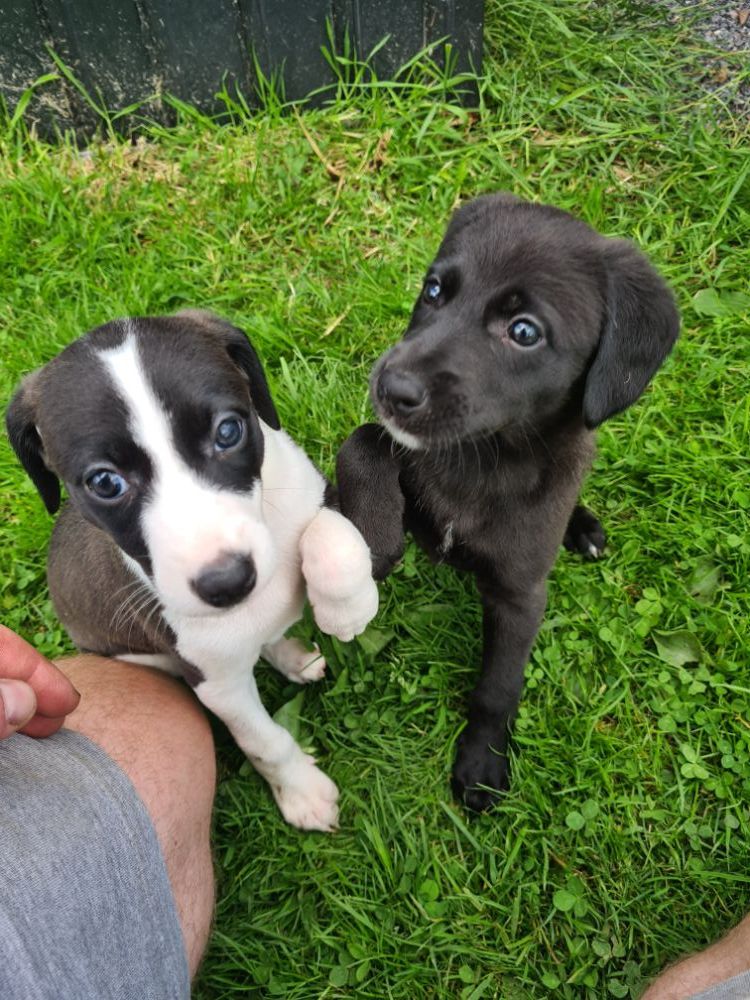 Lurcher Pups still two left