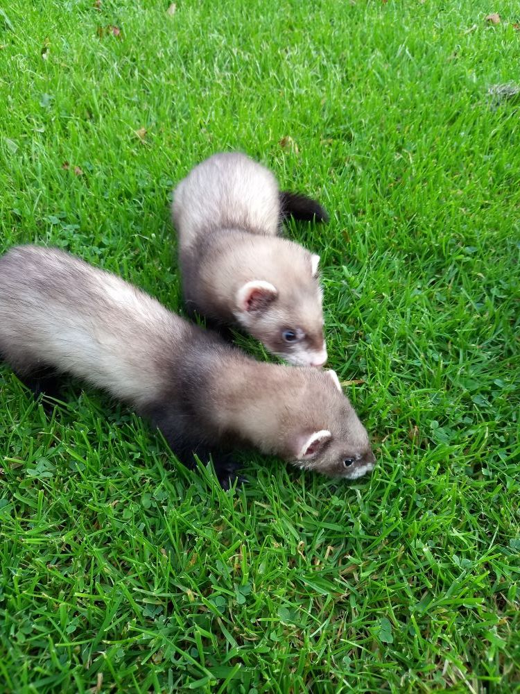 Ferrets for sale