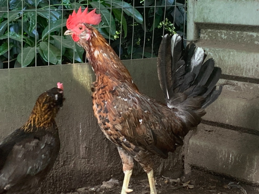 Hennie gamefowl