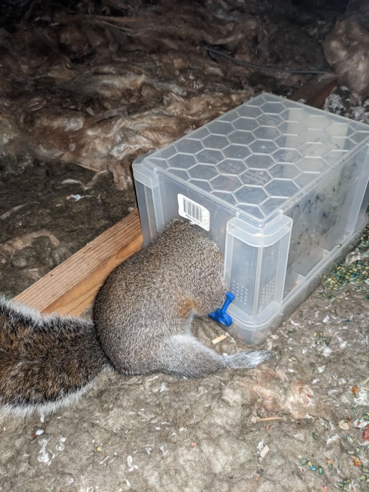 Squirrel traps Page 2 Snaring Trapping Pest Control The