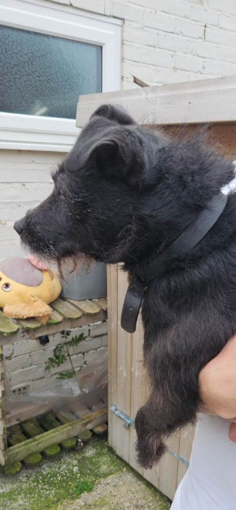 Patterdale bitch 5yrs old well bred