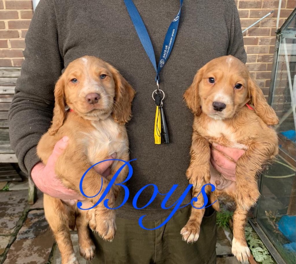 Working cocker spaniel pups