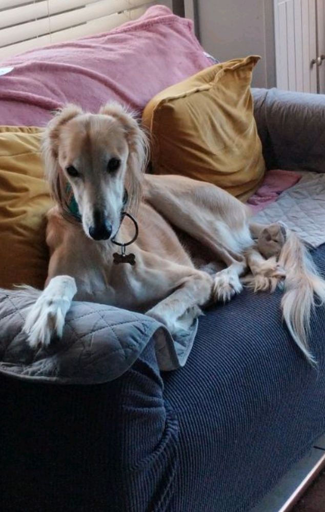 Pure saluki Page 3 Lurchers Running Dogs The Hunting Life