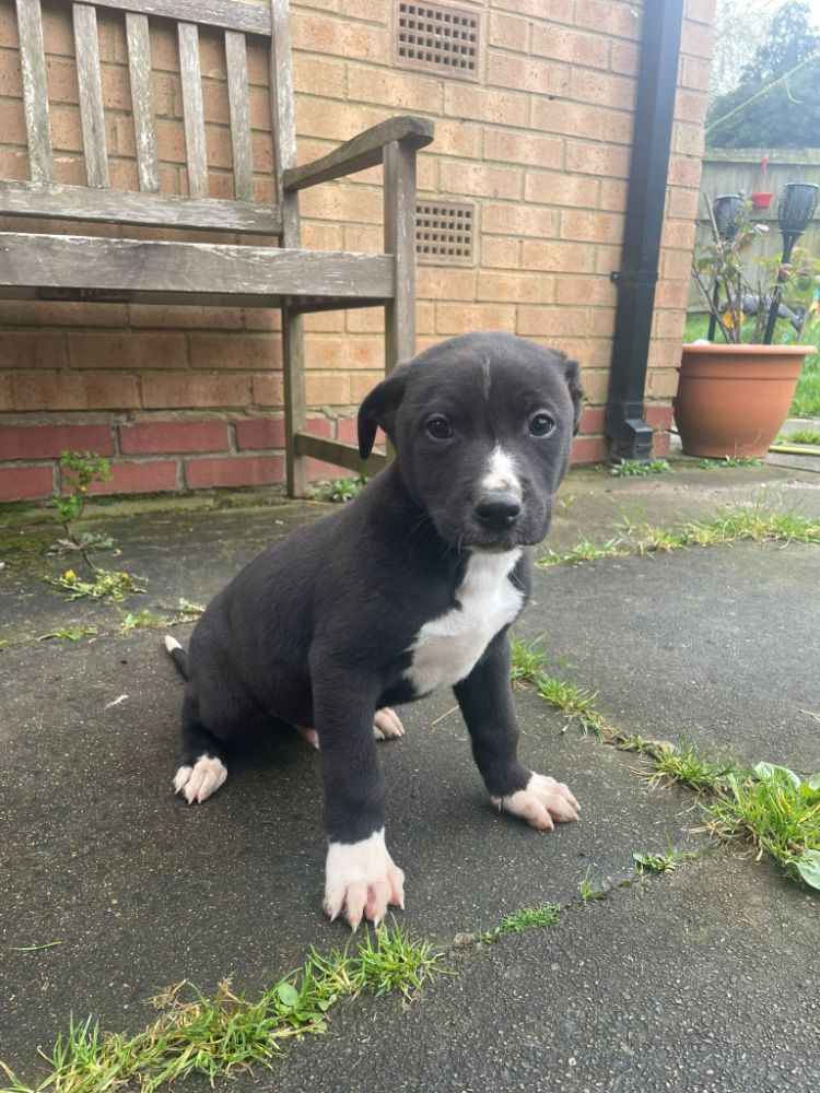 Bull greyhound pups forsale Working Dogs and Livestock The Hunting Life
