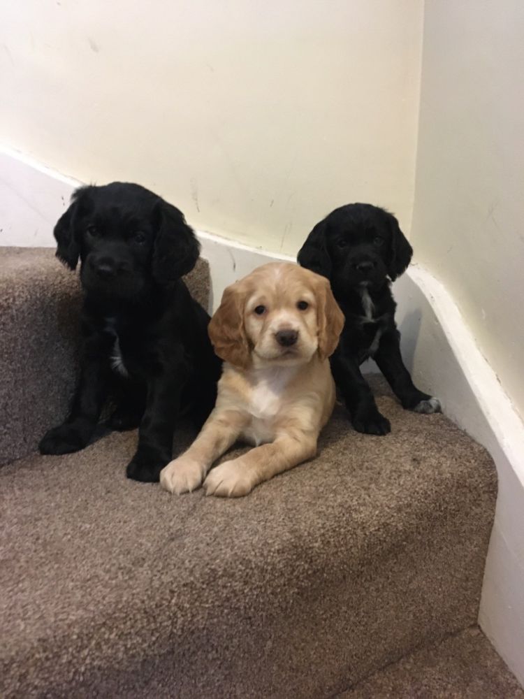 Small type working cocker pups