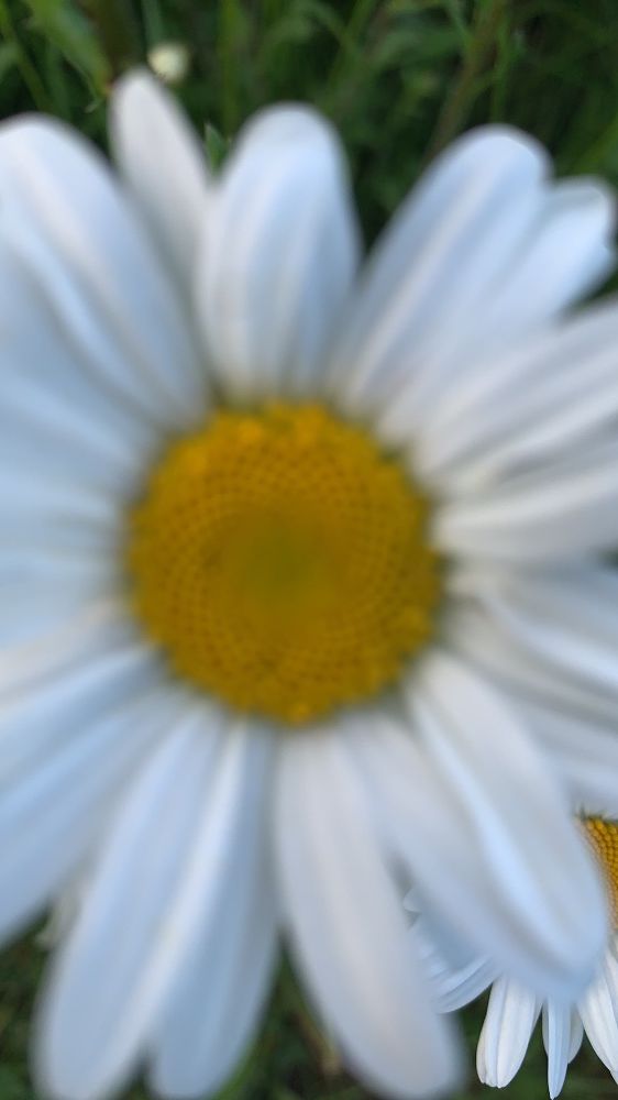 IMG_1668.jpeg.a837b05a21702ee82cefff0e50997a0d.jpeg