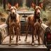 RiverinaRunningDogs