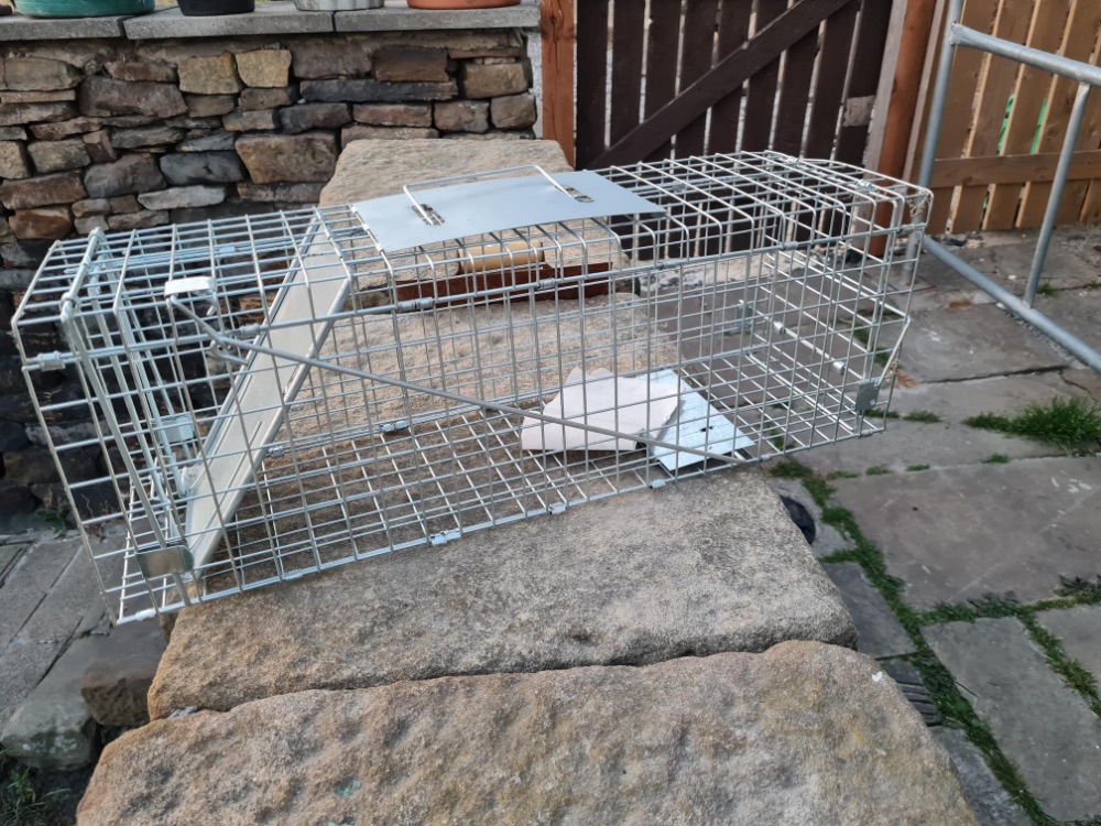Squirrel cage trap FREE
